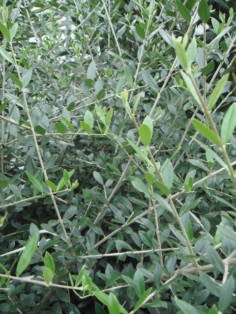 Olea europaea